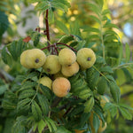 jarabina oskorušová škoricová žltá plody sorbus domestica