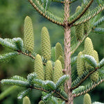 jedľa biela strom detail šišky ihličnatý strom ihličnan