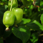 Kiwi Japsai plody detail
OKKJAPSK