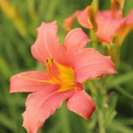 Hemerocallis Pink Damask Ľaliovka jedlé kevty
OTLALPIDAK