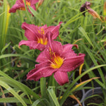 laliovka Hemerocallis Summer Wine jedlé kvety TJKLALSUWIK