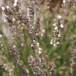 Levanduľa prostredná Edelweiss
Lavandula x intermedia Edelweiss OTLEVEDELWK