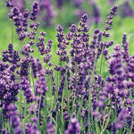 Levanduľa úzkolistá Lavandula angustifolia