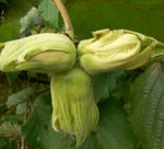 lieska webbova plody corylus avellana x maxima