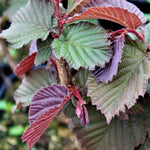 lieska zellská červenolistá listy corylus avellana