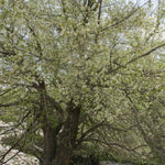 mahalebka prunus mahaleb strom
