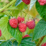 Malina Bohéme plody detail