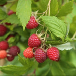 Malina Glen Ample plody detail
OKMGLEAK