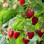 Malina Heritage plody detail
OKMHERIK