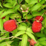 malinojahoda červené plody Rubus illecebrosus