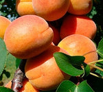 Marhuľa Ceglédi Oriás plody detail