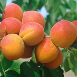 Marhuľa Harcot plody detail