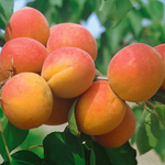 Marhuľa Harogem plody detail