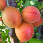 Marhuľa Lejuna plody detail