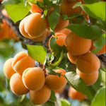 Marhuľa Lerosa plody detail