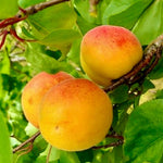 Marhuľa Vegama plody detail