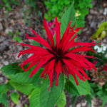 Monarda didyma Cambridge Scarlet monarda dvojmocná jedlé kvety
OTMODVSCAK