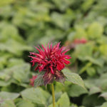 monarda pink Supreme jedlé kvety
TMOPINSUPK