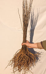 Moruša biela semenáč