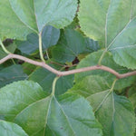 moruša morus spiralis špirálovité výhony listy