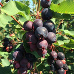 Muchovník Northline plody detail rastlina