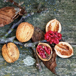 Orech kráľovský Sychrov plody orechy detail