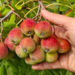 jarabina oskorušová plody