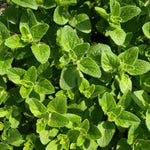 Pamajorán obyčajný oregano bylinka listy
OBPOBYK