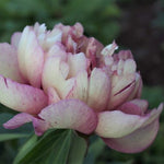 pivonka hillary kvet detail Paeonia x itoh ´Hillary´ TPPIVHILLK