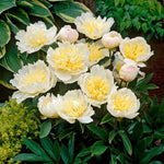 Pivona Honey Gold kvet detail
TPPIVHOGOK