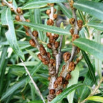 rakytnik rešetliakový opeľovač listy ker