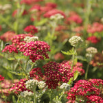 Rebríček obyčajný Paprika kvety
TBREOBPAPK