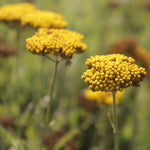 Rebríček túžobníkový Coronation Gold žlté kvety bylinka
TBRETUCOGOK