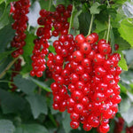 Ríbezľa červená Detvan plody detail ovocný ker