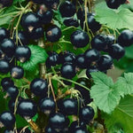 Ríbezľa čierna Öjebyn plody detail ovocný ker