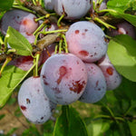 Ringlota Opál plody detail