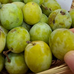 ringlota zelená plody