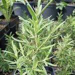 Rozmarín lekársky bylinka OBRLEKK