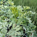 Ruta voňavá bylinka
OBRVONK