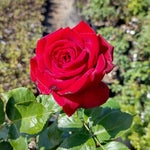 ruža Helmut Kohl červený kvet