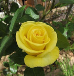 ruža Helmut schmidt žltý kvet