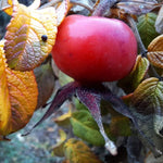 ruža vráskavá červený plod rosa rugosa