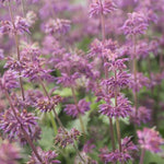 Salvia verticillata Purple Rain šalvia praslenatá jedlé kvety
TKBSALPURRAIK