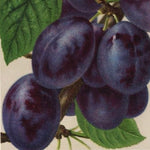 slivka Lutzelsachsenská plody detail