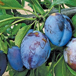 slivka Vlaška plody detail