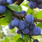 Slivka Stanley plody detail