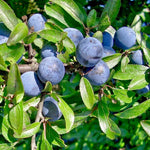 slivka trnkový plody