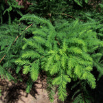 tisovec dvojradý taxodium distichum strom ihličnatý strom ihličnan