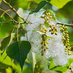 Topoľ čierny italica detail listy strom Populus nigra italica