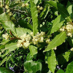 Vavrín vznešený (bobkový list)
OBVAVVK